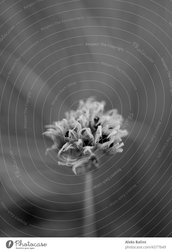 Schwarzweiss Aufnahme einer Schnittlauch Blüte mit Tiefenunschärfe Schwarzweiß Schwarzweißfoto Außenaufnahme schnittlauchblüte Natur sw schwarzweiß menschenleer