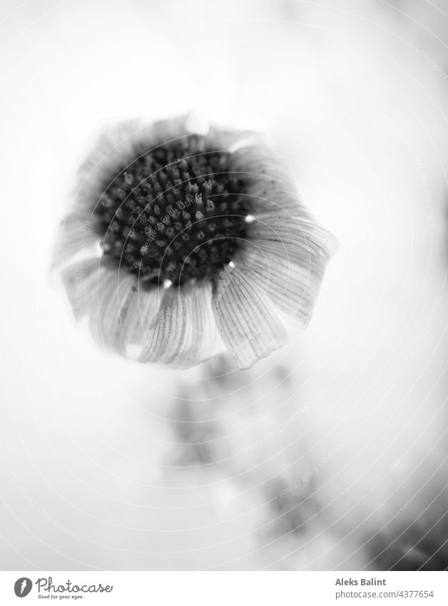 Schwarzweiß Aufnahme einer Margerite, die fast verblüht ist mit viel Unschärfe. Schwarzweißfoto Nahaufnahme Blume Makroaufnahme Blüte Sommer