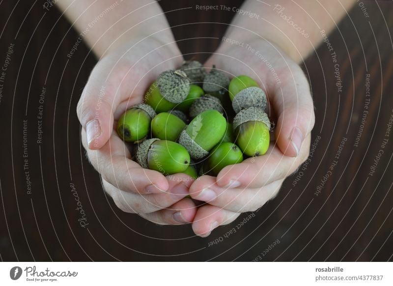Anfang & Ende | grüne Eicheln in Händen halten Ernte Samen Umwelt Natur Pflanze Sommer Herbst Baum Blatt Detailaufnahme Wachstum natürlich rund achtsam reif