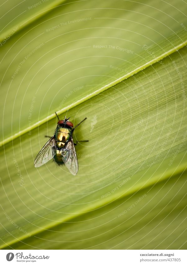 insect Natur Sommer Schönes Wetter Blatt Tier Fliege 1 Linie sitzen ästhetisch authentisch einfach Erotik frei Freundlichkeit klein natürlich niedlich grün