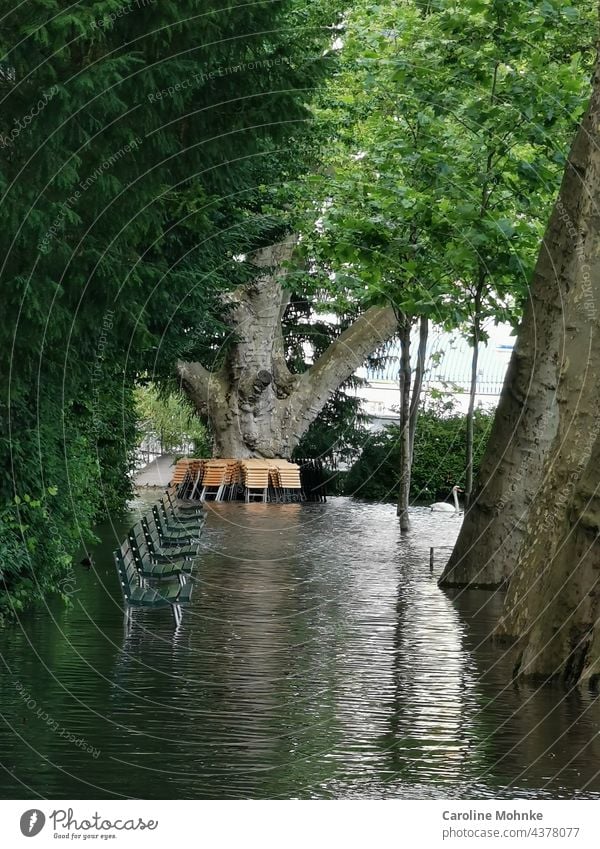 Grüne Sitzbänke und Bistrostühle bleiben leer während des Hochwassers - im Hintergrund ein Schwan Wasser Überschwemmung Klimawandel Umwelt Unwetter Natur Wetter