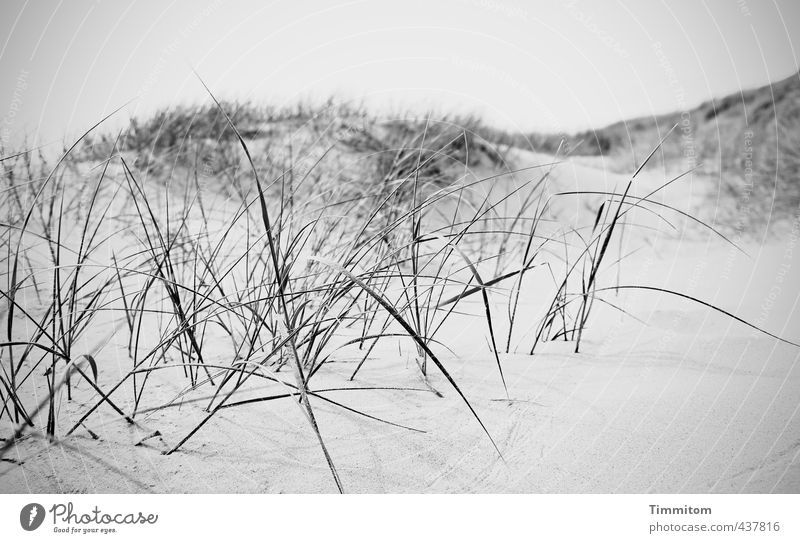 Sandgebirge. Ferien & Urlaub & Reisen Umwelt Natur nur Himmel Dünengras Hügel Nordsee Dänemark Wachstum ästhetisch Ekel nerdig grau schwarz weiß Gefühle ruhig