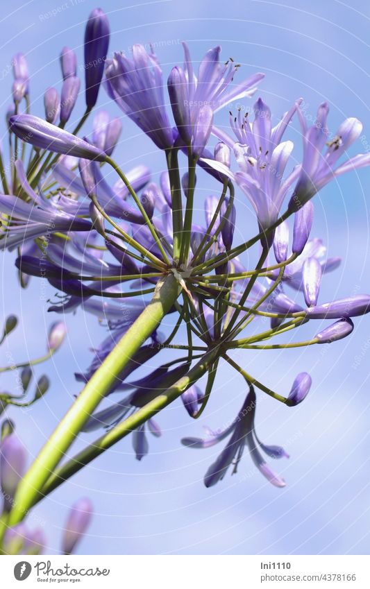 Schmucklilien oder auch Liebesblumen Sommer Terrasse Zierpflanze Agapanthus Sorten laubabwerfend Blütenstiele blau violett Blütendolden blautöne Hintergrund