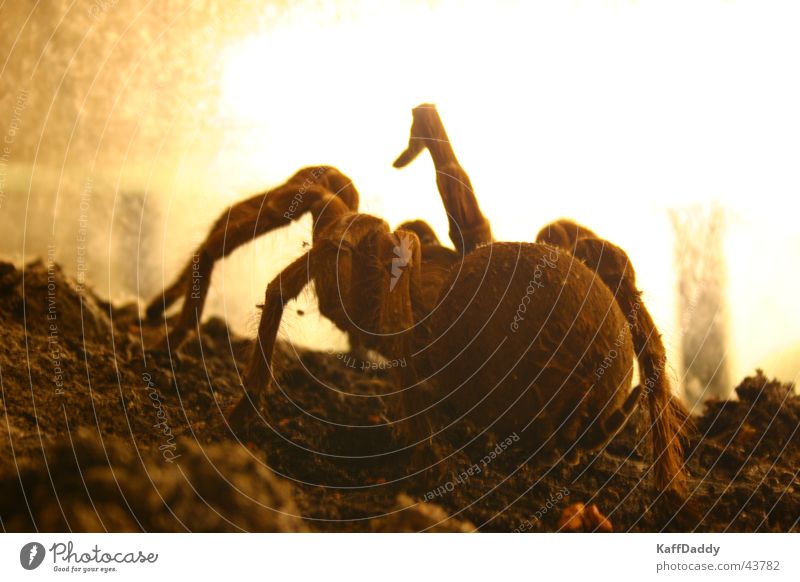 Arachnophobia Spinne Vogelspinne braun groß Ekel Verkehr Angst
