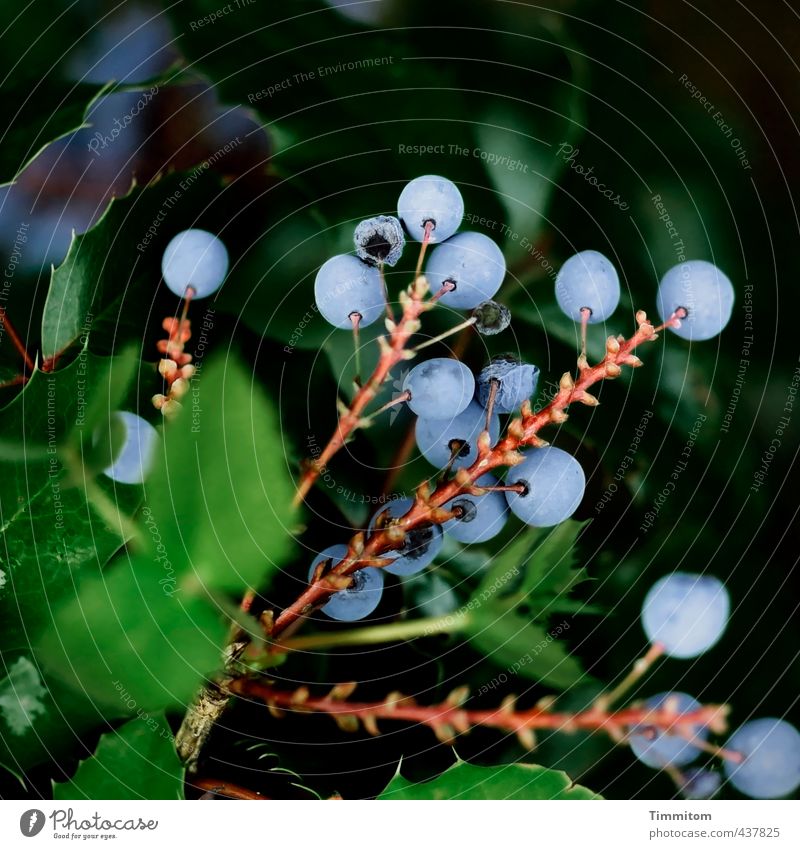 Beerenauslese. Umwelt Natur Pflanze Mahonie Wachstum ästhetisch natürlich blau braun grün schwarz Blatt Farbfoto Außenaufnahme Menschenleer Tag