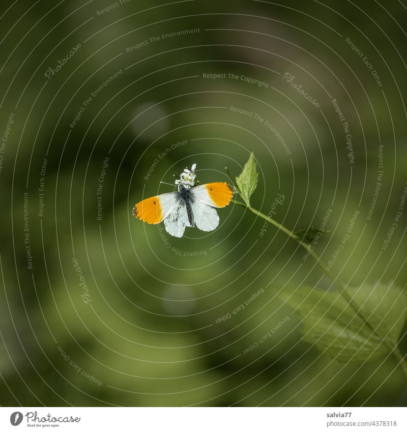 Aurorafalter nascht an der weißen Blüte der Knoblauchsrauke Natur Schmetterling Anthocharis Cardamines Weißlinge Tagfalter Wald grün Pflanze Nahaufnahme
