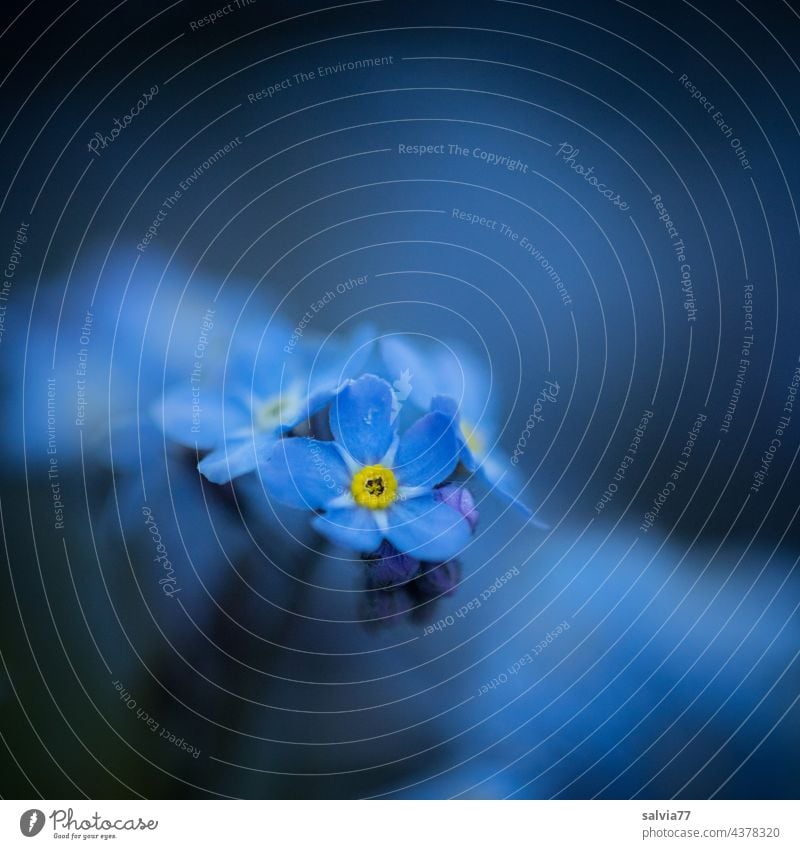 Vergissmeinnicht Blume Vergißmeinnicht blau Nahaufnahme Blüte Blühend Farbfoto Schwache Tiefenschärfe Natur Frühling Makroaufnahme Duft schön Pflanze