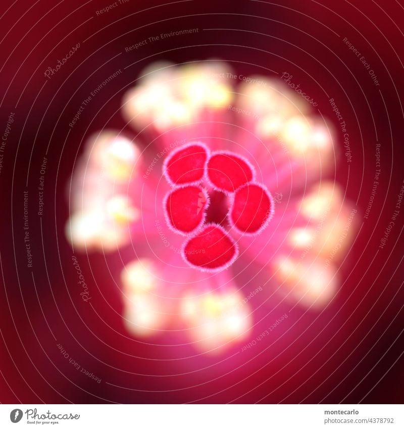 Blütenstempel |Oder neuer Virus Grünpflanze Wildpflanze Natur natürlich weich klein Makroaufnahme Farbfoto Nahaufnahme Blume Umwelt Duft frisch Stempel rot