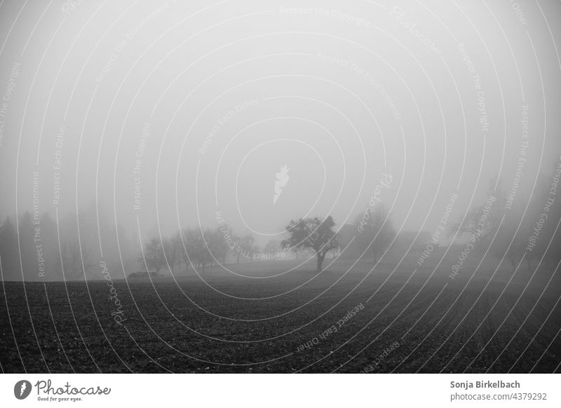 Herbstzeit - Land versinkt im Nebel Wetter nebelig Schmuddelwetter Herbstwetter schwarzweiß Menschenleer grau Landschaft Natur Außenaufnahme Baum herbstlich