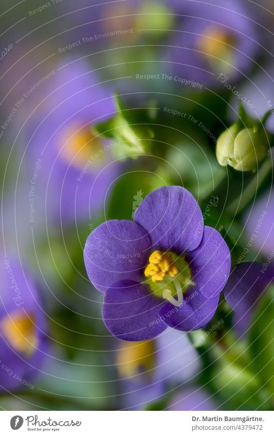 Exacum affine, blaues Lieschen, gehört zu den Enziangewächsen Pflanze Blume reich blühend duftend Gentianaceae aus Socotra Topfpflanze zweijährig Persian violet