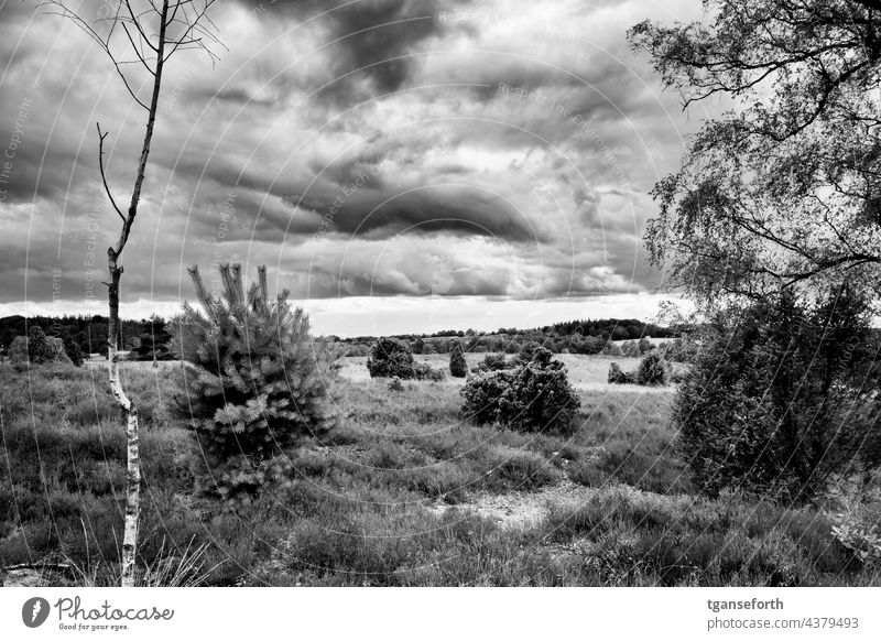 Wolkenhimmel in der Lüneburger Heide Heidekrautgewächse Landschaft Menschenleer Außenaufnahme Natur Gewitterwolken dunkle Wolken Birke Büsche Naturschutzgebiet