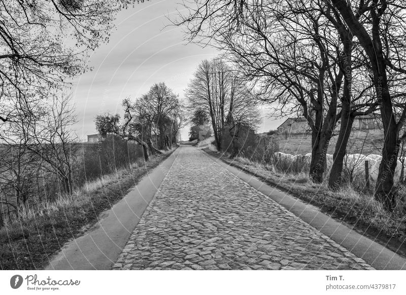 eine alte KopfsteinpflasterStraße in der Uckermark Brandenburg s/w Winter Schwarzweißfoto Außenaufnahme Tag b/w Menschenleer Einsamkeit ruhig b&w Landschaft
