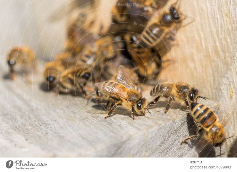 Honigbiene inmitten eines Bienenschwarms, der am Eingang des Bienenstocks sitzt. Das Bienentier wartet in der Reihe auf seinen Flug und sammelt Nektar. Wichtiges Insekt Apis mellifera für Umwelt und Ökologie