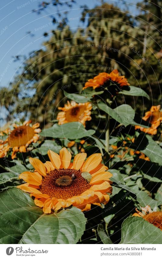 Biene erntet Sonnenblumennektar. Ein Feld voller Sonnenblumen. Hintergrund schön Schönheit Blüte hell Nahaufnahme Flora geblümt Blume Garten grün natürlich