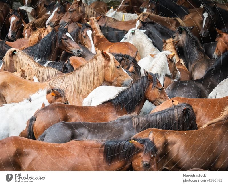 Herde von Wildpferden wieder im Freien vereint Pferde wild wiedervereinigt Tiere Spanien braun Zusammensein anders schnell schnelles Pferd Fauna schön Säugetier
