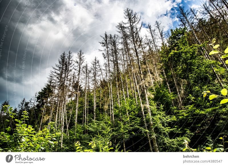 da ham wir den salat | waldsterben Klimawandel Abholzung Waldsterben Nadelbaum Umweltschutz Pflanze Holz Forstwirtschaft Hunsrück Nadelwald Bäume Baumstamm