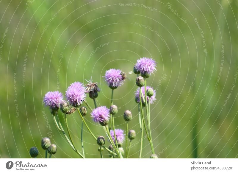 Blühende Ackerkratzdistel Nahaufnahme mit selektivem Fokus auf den Vordergrund Blume schleichend Stachelige Kratzdistel Blütezeit Wildpflanze Natur Pflanze