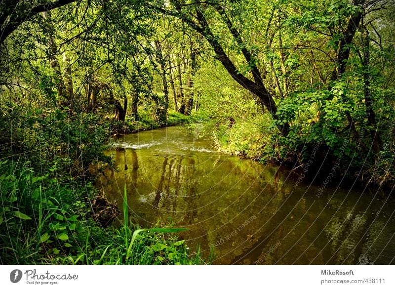 Am Fluss Natur Wasser Frühling Baum Grünpflanze Flussufer grün Farbfoto Außenaufnahme Tag Reflexion & Spiegelung