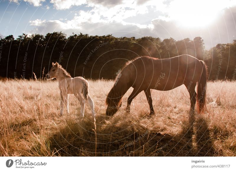 Tierkind Natur Landschaft Pflanze Himmel Wolken Sonne Sommer Baum Gras Weide Nutztier Pferd Island Ponys Fohlen 2 Tierjunges Fressen stehen frei Freundlichkeit