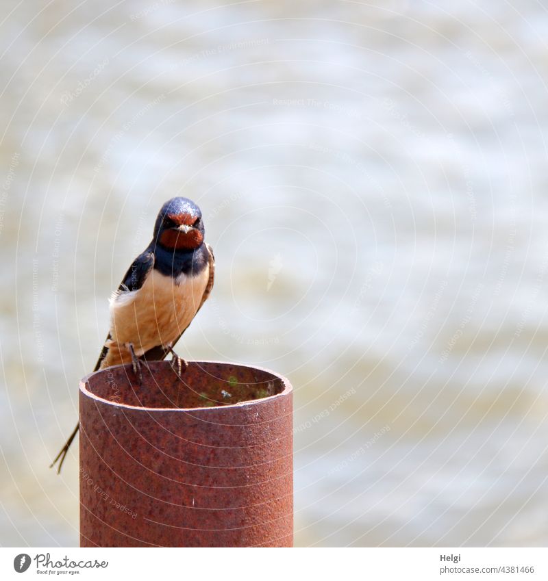 Junge Schwalbe sitzt auf einem Metallrohr am See und wartet auf den Futterservice Vogel Jungvogel warten Rohr sitzen Tier Natur Wildtier Außenaufnahme Farbfoto