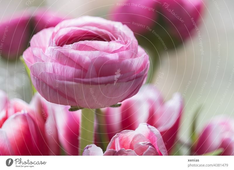 Rosa Ranunkel in einem Strauß mit Tulpen im Frühling Blume Blüte Blumenstrauß rosa Frühlingsstrauß Duft Pflanze Blühend Dekoration & Verzierung