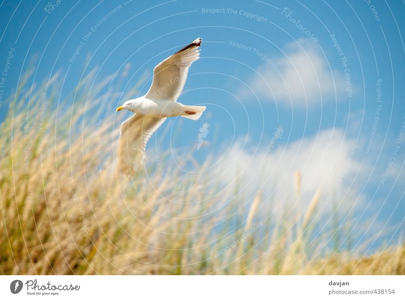 Tiefflieger Umwelt Natur Himmel Sommer Schönes Wetter Gras Küste Nordsee Möwe 1 Tier fliegen bedrohlich selbstbewußt Willensstärke Mut Tatkraft Abenteuer
