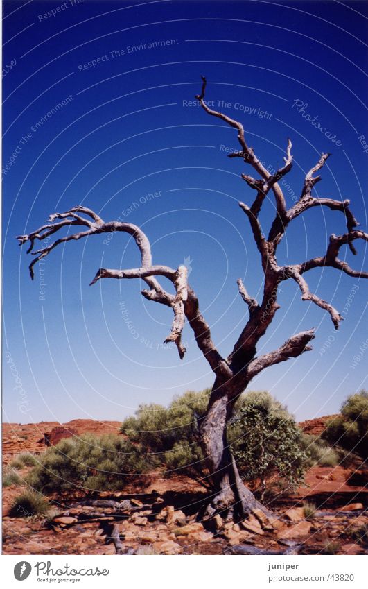 Ghosttree Baum weiß Baumrinde Eukalyptusbaum Australien Einsamkeit Outback Wüste karg