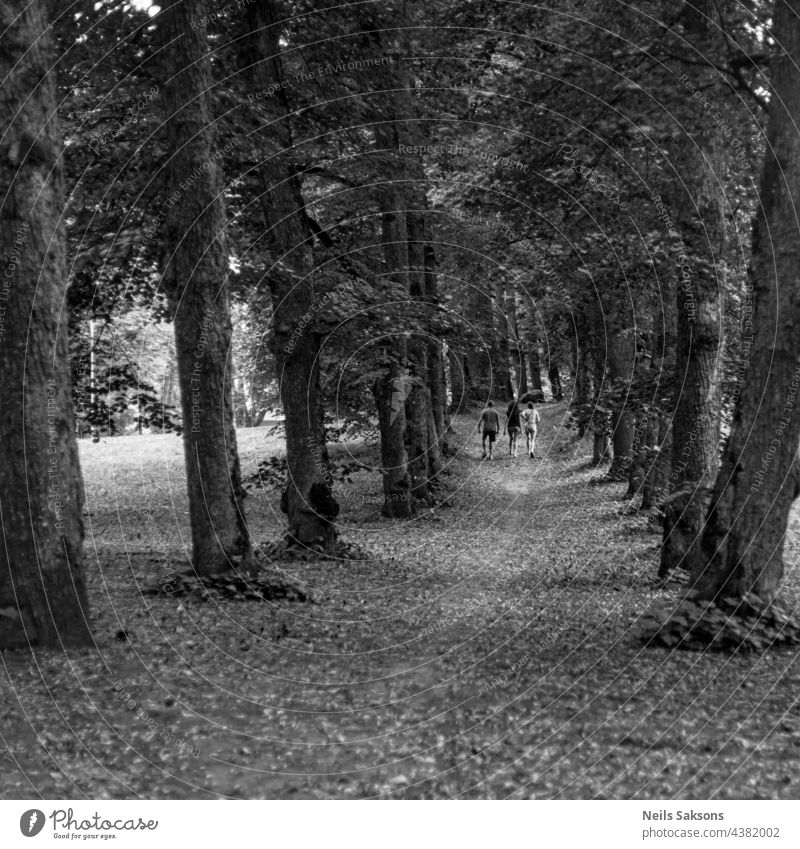 Alte große Eichen- oder Ahornbaumallee im Stadtpark. Silhouetten von drei Menschen in der Ferne Herbst Allee Hintergrund schön Schönheit schwarz