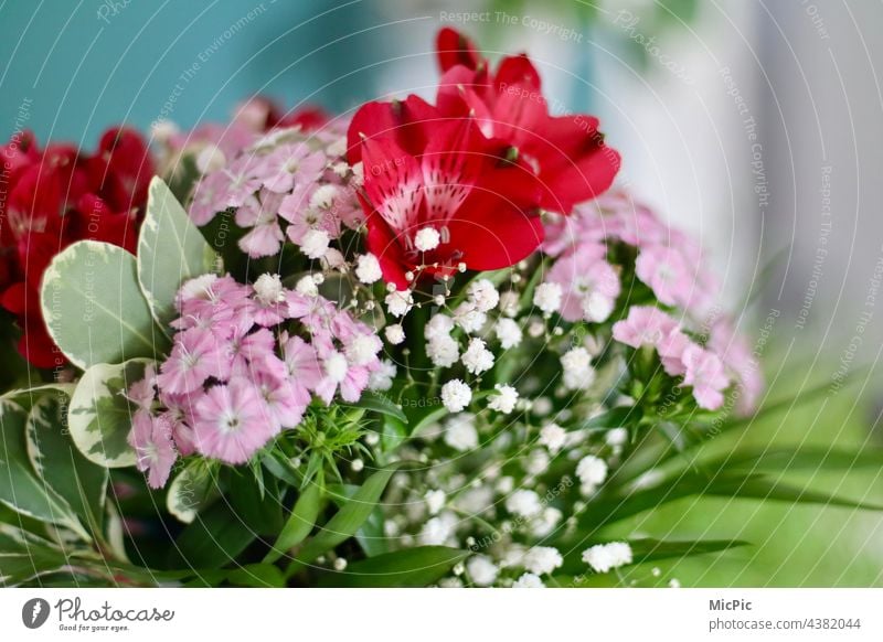 Blumenstrauß Pflanze Blühend Nahaufnahme Duft rosa Sommer Blüte Farbfoto Schwache Tiefenschärfe Menschenleer mehrfarbig zart Dekoration & Verzierung