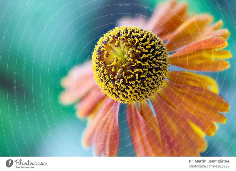 Blütenstand einer Heleniumhybride, Closeup Sonnenbraut Hybride Blume Nahaufnahme Staude Gartenblume Zierpflanze mehrjährig winterhart dekorativ Korbblütler