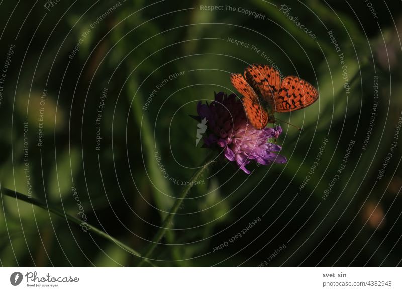 Brenthis ino, Mädesüß-Perlmutterfalter, Mädesüß-Perlmuttfalter. Knautia arvensis, Acker-Witwenblume. Oranger Schmetterling sitzt auf einer violetten Blüte im Sonnenlicht. Orange-schwarzer Schmetterling mit ausgebreiteten Flügeln. Platz kopieren.