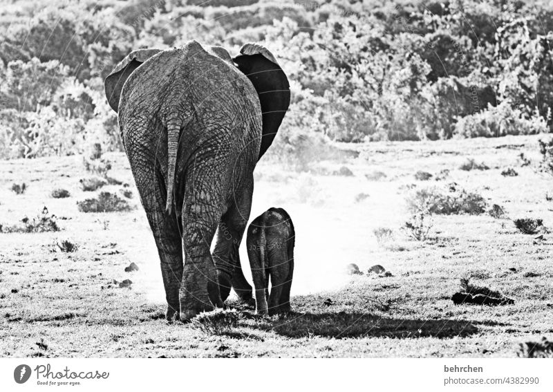 *2 3 0 0* aus klein wird GROSS Tierporträt Sonnenlicht Kontrast Schatten Licht Tag groß Schwarzweißfoto Außenaufnahme Menschenleer Elefantenhaut Ohr Rüssel