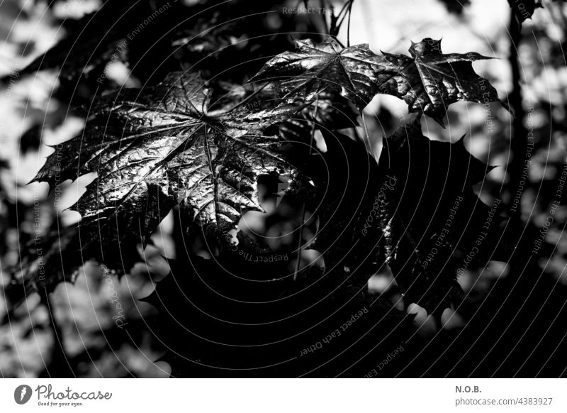 Nasse Ahornblätter in schwarzweiß Schwarzweißfoto Baum Blatt Blätter nass Nässe ahornblätter Ahornblatt Außenaufnahme Natur Menschenleer Kontrastreich