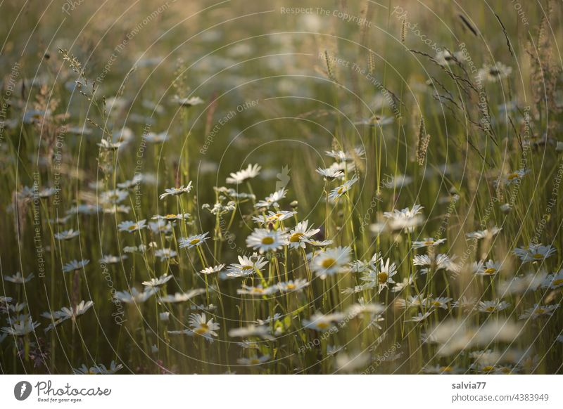 Margeritenwiese im Abendlicht Blumenwiese Sommer Wiese Natur Blühend Farbfoto Blüte Pflanze Duft weiß Menschenleer Schwache Tiefenschärfe Wärme Wachstum Gras