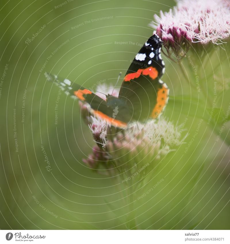 Admiral im Grünen Natur Blüte Schmetterling Vanessa Atalanta Wasserdost Farbfoto grün Flügel Insekt 1 Tierporträt Blume Sommer Makroaufnahme