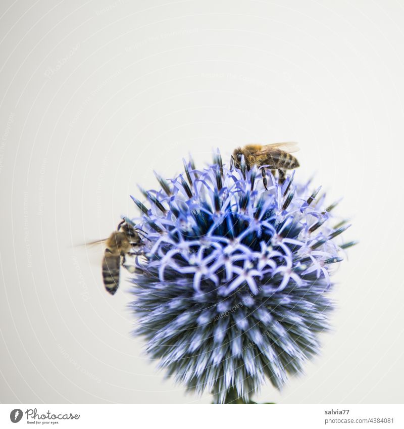 blaue Kugeldistel, ein wahrer Bienenmagnet Natur kugeldistel Blume Insekt Sommer Blüte Makroaufnahme Nektar Garten Duft Pollen Honigbiene fleißig Blühend