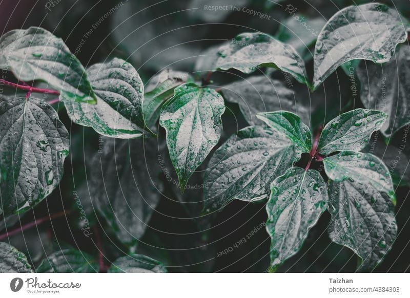 Abstrakter grüner Laubhintergrund. Blatt Laubwerk Muster Hintergrund Wachstum Handfläche abstrakt Botanik dunkel Flora Natur Nahaufnahme Garten im Freien