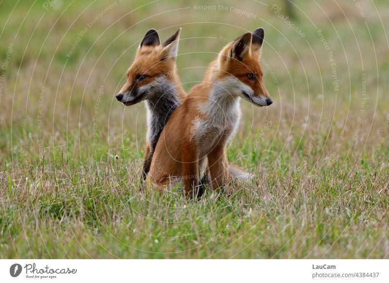 Zwei junge Füchse halten auf dem Deich in Zingst Ausschau in die Ferne Fuchs Fuchspaar Natur Tier Wildtier Außenaufnahme Farbfoto Tierporträt Tierjunges Wiese