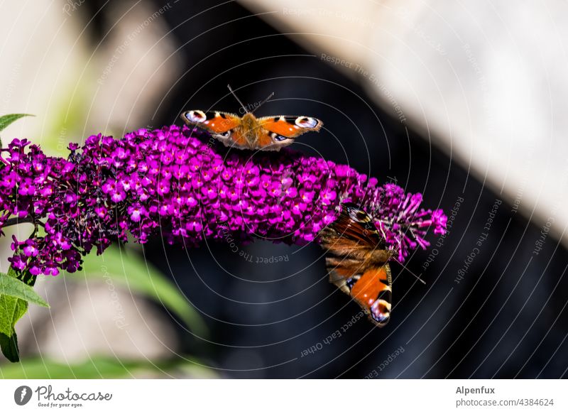 Tagpfauenauge Schmetterling Insekt Makroaufnahme Natur Flügel Menschenleer Tierporträt Farbfoto schmetterlingsflügel Schwache Tiefenschärfe Fühler Wildtier