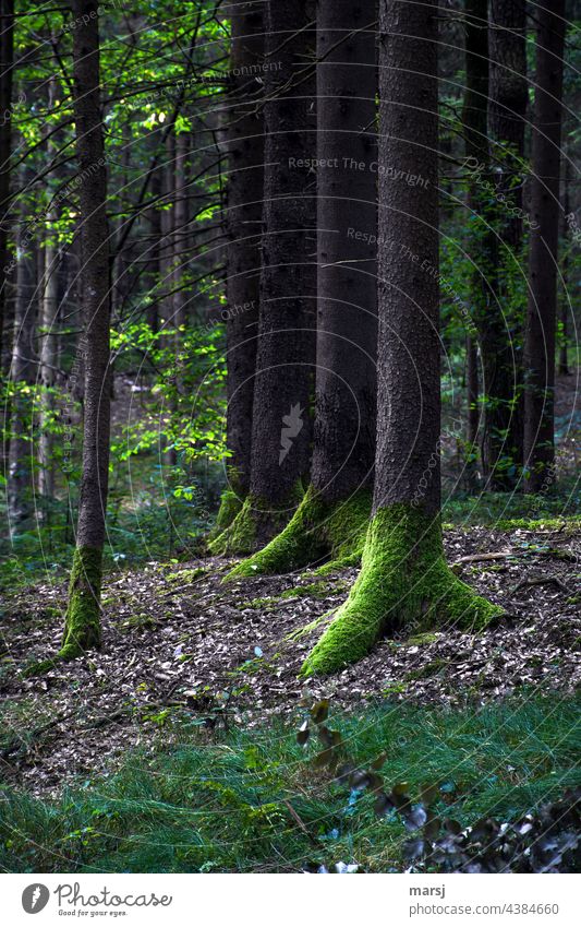 Grüne Schuh tragen die Bäume im düsteren Wald. In Reih und Glied. grün Moos vermoost Natur natürlich Baum mystisch hintereinander gemeinsam Außenseiter