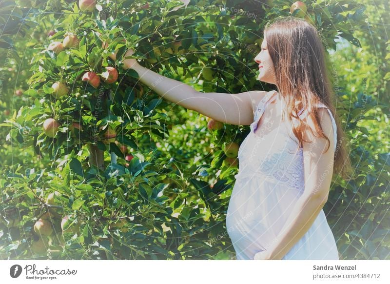 Schwangere Frau pflückt Apfel Umstandsmode Schwangerschaft Ernährung Babybauch Bauch gesund Obst andere Umstände lange Haare Natur natürlich