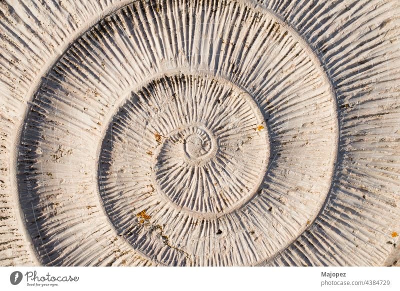 Muster in der Natur. Spirale in der Muschel. Hintergrund. Portugal, Europa Evolution geologisch Paläontologie Stil Geologie prähistorisch Nahaufnahme