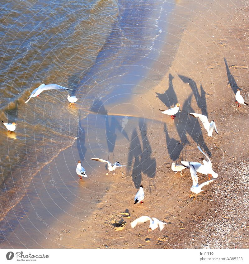 Möwen Schattenspiele in der Abendsonne Sommer Urlaub Küste Ostsee Strand Meer Sand Wasser Wildtiere Vögel Gruppe Küstenvogel Sonnenuntergang Licht Schattenwurf