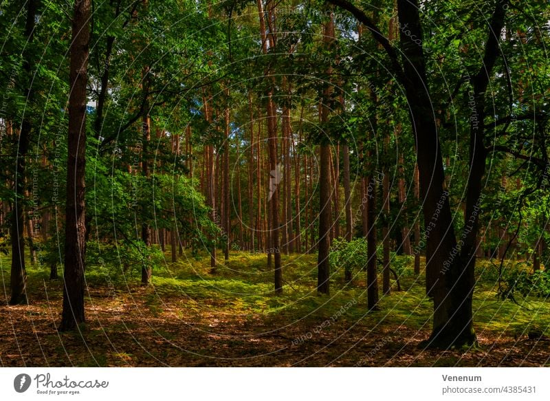 Mischwald im Sommer, im Vordergrund Eichen, im Hintergrund Kiefern Wälder Baum Bäume Waldboden Bodenanlagen Unkraut Bodenbewuchs Kofferraum Rüssel Baumstämme