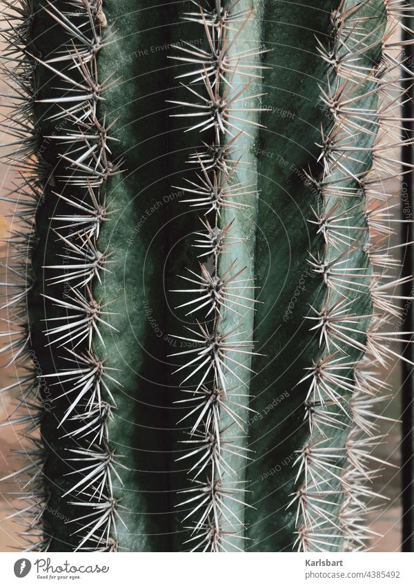 el machico Kaktus Pflanze Stachel Wüste trocken Trockenheit Klimaschutz Klimawandel Zimmerpflanze Detailaufnahme Strukturen & Formen Sukkulenten stachelig Dorn