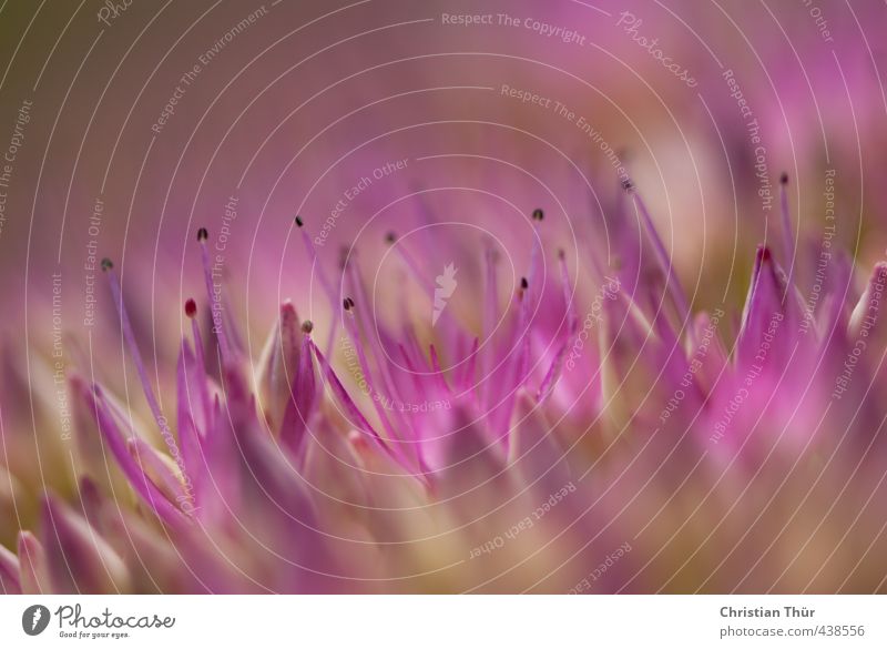 Spätsommerblüte - Fetthenne (Sedum) Garten Umwelt Natur Pflanze Tier Sommer Blume Blühend exotisch violett Stimmung Warmherzigkeit Romantik Kreativität Farbfoto