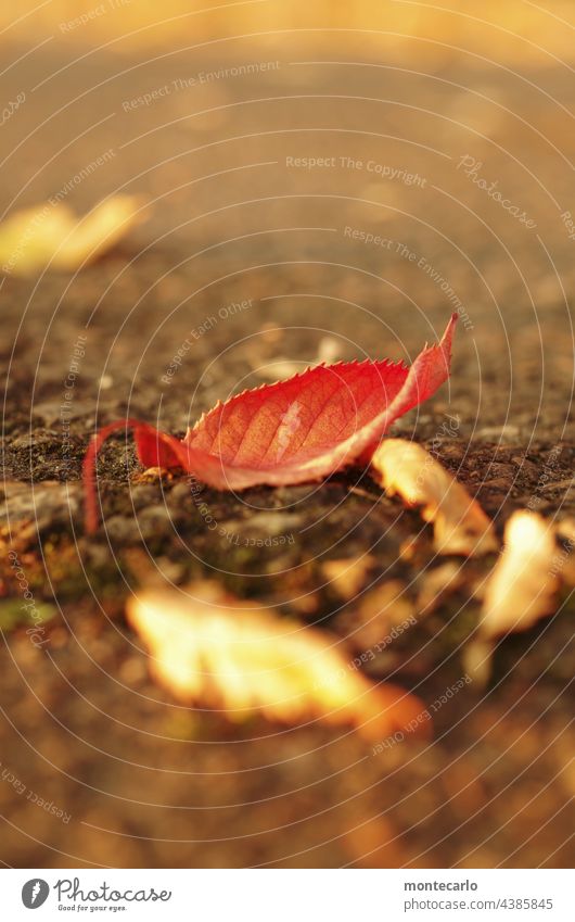 Herbststimmung | Ein Blatt hebt sich im warmen Sonnenlicht hervor Umwelt Natur dünn alt einfach Vergänglichkeit Außenaufnahme Nahaufnahme Detailaufnahme