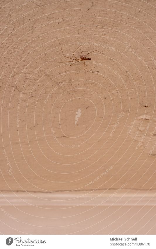 Große Zitterspinne an einer alten Zimmerdecke Spinne Ekel ekeln Nahaufnahme Tier 1 Angst fürchten gruselig