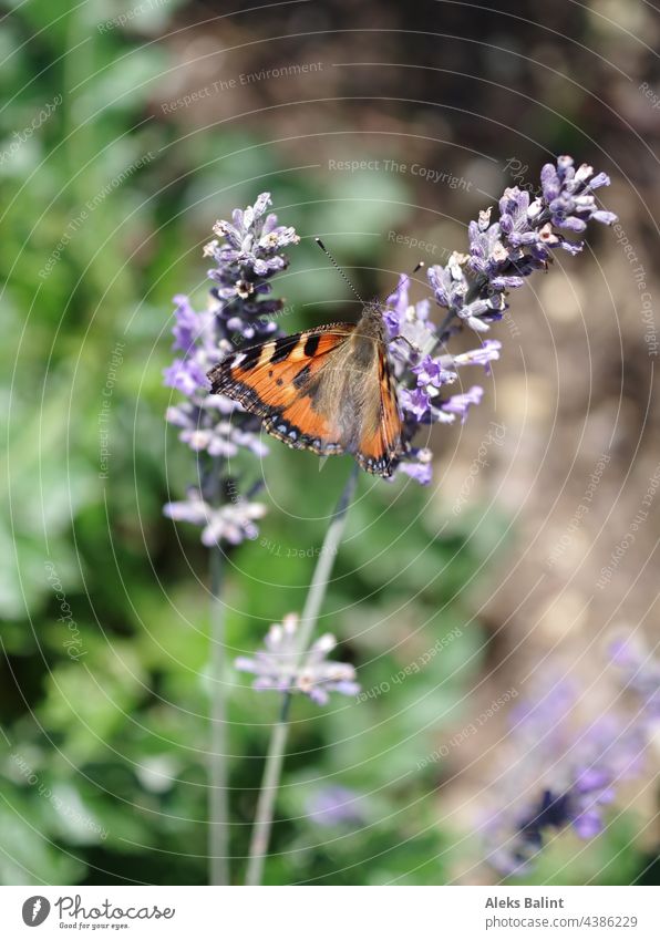 Ein Schmetterling auf Lavendelblüte Natur violett Sommer Außenaufnahme Schwache Tiefenschärfe Farbfoto Pflanze Blühend Garten