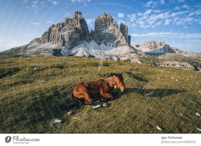 Wildpferd auf einer Wiese mit den Berggipfeln der Drei Zinnen im Hintergrund - Dolomiten, Italien wandern dolomiti lavaredo Zimt Pferd tre Landschaft im Freien
